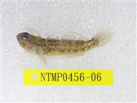 藏品(椰子黑鰕虎)的圖片